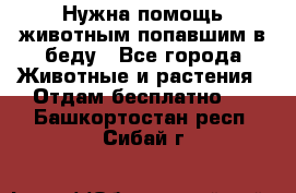 Нужна помощь животным попавшим в беду - Все города Животные и растения » Отдам бесплатно   . Башкортостан респ.,Сибай г.